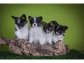 premium-papillon-puppies-for-sale-floridas-finest-small-0