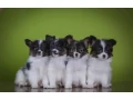 premium-papillon-puppies-for-sale-floridas-finest-small-4