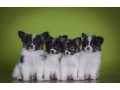 premium-papillon-puppies-for-sale-floridas-finest-small-1