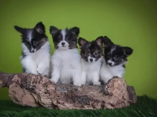 Premium Papillon Puppies for Sale | Florida's Finest!