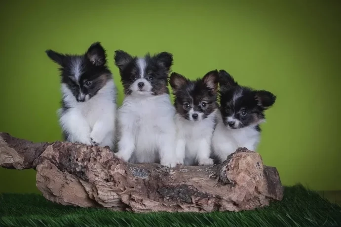 premium-papillon-puppies-for-sale-floridas-finest-big-0