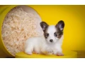 papillon-puppies-for-sale-small-6