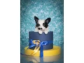 papillon-puppies-for-sale-small-5