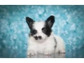 papillon-puppies-for-sale-small-3