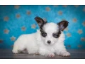 papillon-puppies-for-sale-small-1