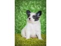 papillon-puppies-for-sale-small-4