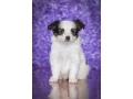 papillon-puppies-for-sale-small-2