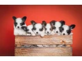 papillon-puppies-for-sale-small-0