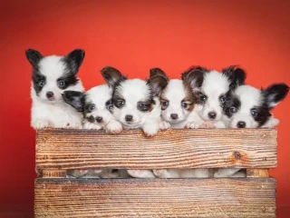 Papillon puppies for sale