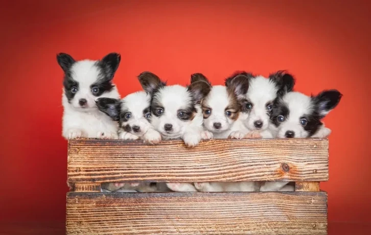 papillon-puppies-for-sale-big-0