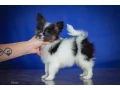 adorable-papillon-puppies-for-sale-healthy-socialized-small-0