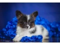 adorable-papillon-puppies-for-sale-healthy-socialized-small-5