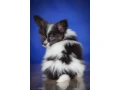 adorable-papillon-puppies-for-sale-healthy-socialized-small-1