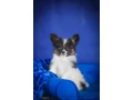 adorable-papillon-puppies-for-sale-healthy-socialized-small-2