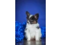 adorable-papillon-puppies-for-sale-healthy-socialized-small-3