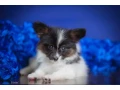 adorable-papillon-puppies-for-sale-healthy-socialized-small-7