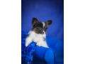 adorable-papillon-puppies-for-sale-healthy-socialized-small-4