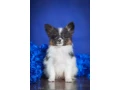 adorable-papillon-puppies-for-sale-healthy-socialized-small-6