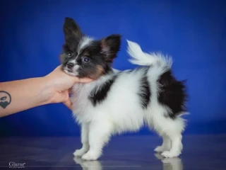 Adorable Papillon Puppies for Sale | Healthy & Socialized!