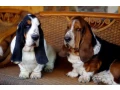 adorable-basset-hound-puppies-for-sale-healthy-lovable-companions-small-4