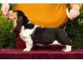 adorable-basset-hound-puppies-for-sale-healthy-lovable-companions-small-3