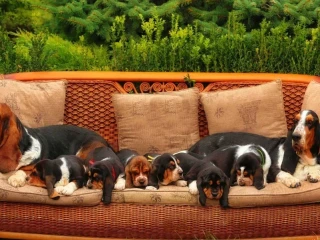 Adorable Basset Hound Puppies for Sale | Healthy & Lovable Companions!