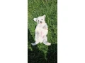 adorable-bichon-frise-puppies-for-sale-small-2