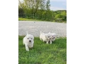 adorable-bichon-frise-puppies-for-sale-small-1