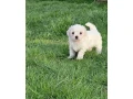 adorable-bichon-frise-puppies-for-sale-small-4