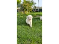 adorable-bichon-frise-puppies-for-sale-small-3