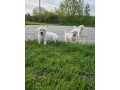 adorable-bichon-frise-puppies-for-sale-small-0