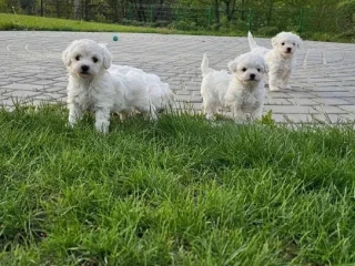 Adorable Bichon Frise Puppies for Sale