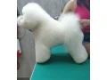 adorable-bichon-frise-puppies-for-sale-small-0