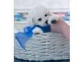 adorable-bichon-frise-puppies-for-sale-small-2