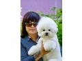 adorable-bichon-frise-puppies-for-sale-small-4