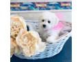 adorable-bichon-frise-puppies-for-sale-small-3