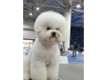 adorable-bichon-frise-puppies-for-sale-small-6