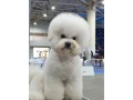 adorable-bichon-frise-puppies-for-sale-small-5