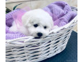 adorable-bichon-frise-puppies-for-sale-small-1