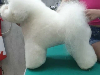 Adorable Bichon Frise Puppies for Sale!