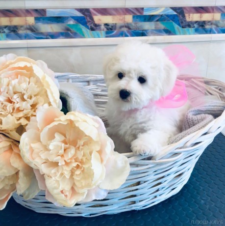 adorable-bichon-frise-puppies-for-sale-big-3