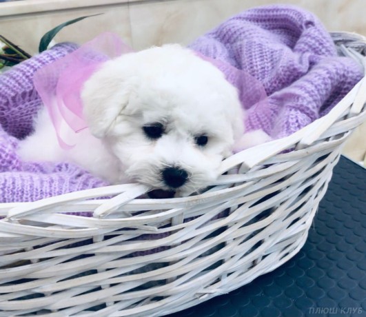 adorable-bichon-frise-puppies-for-sale-big-1