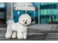 male-bichon-frise-puppy-for-sale-4-months-old-small-0