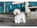 male-bichon-frise-puppy-for-sale-4-months-old-small-1