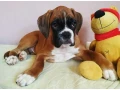 adorable-male-boxer-puppies-for-sale-small-0