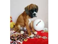 adorable-male-boxer-puppies-for-sale-small-1