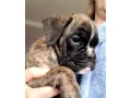 boxer-puppies-available-soon-small-1