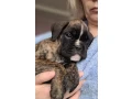 boxer-puppies-available-soon-small-2