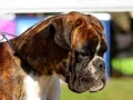 boxer-puppies-available-soon-small-0