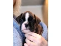 boxer-puppies-available-soon-small-4